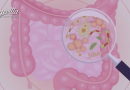 Microbiota intestinal ¿el secreto para un envejecimiento saludable?