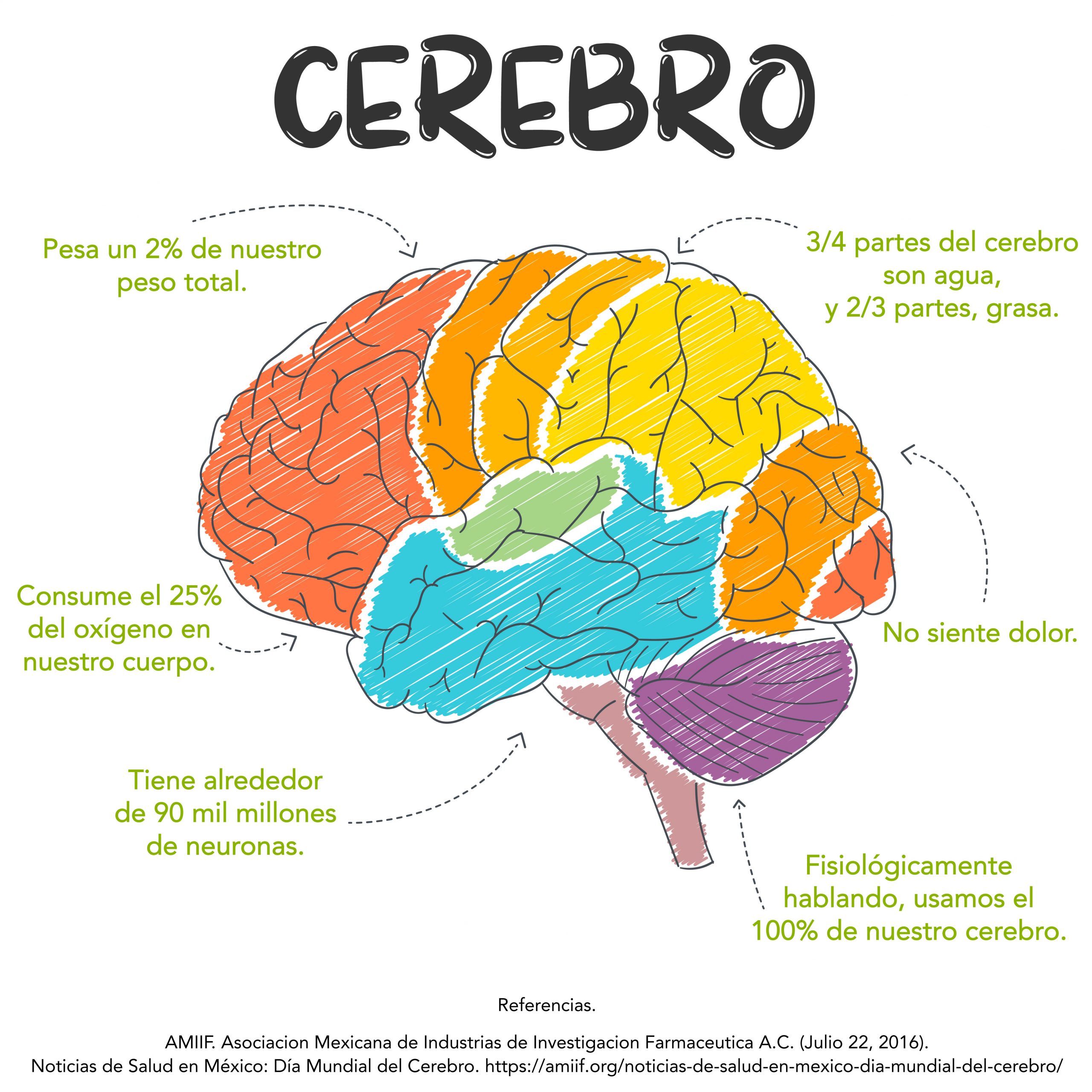 Partes Del Cerebro Para Imprimir Images And Photos Finder